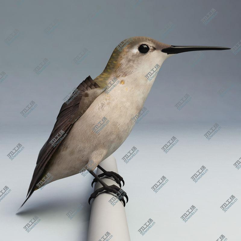 images/goods_img/202105074/Hummingbird Rigged/5.jpg